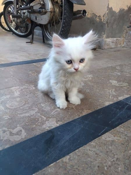 Persian Female Kitten for sale 2