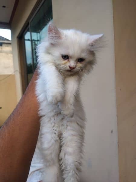 Persian Female Kitten for sale 3