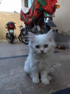 Persian Female Kitten for sale 0