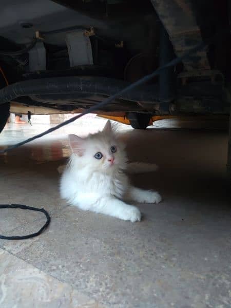 Persian Female Kitten for sale 4