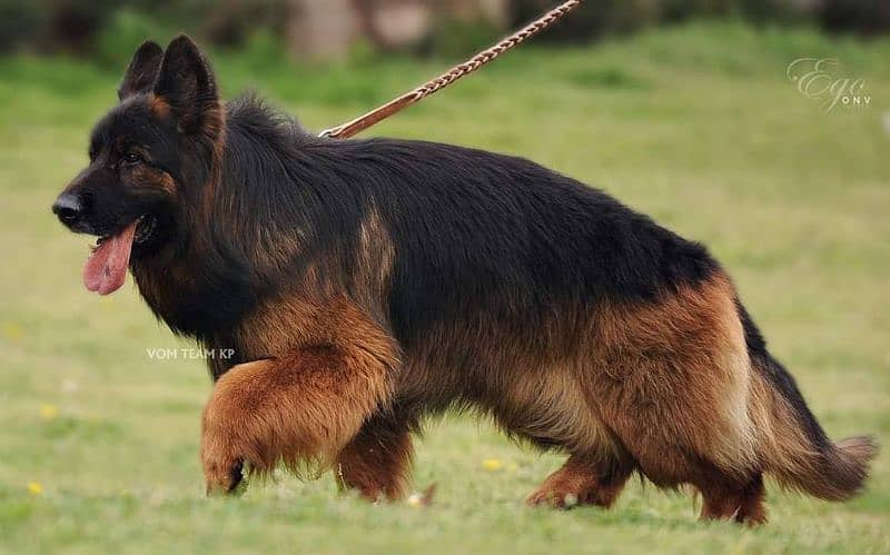 German shepherd long hair 1