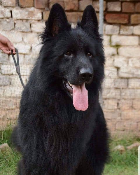 German shepherd long hair 2