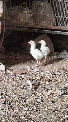 paper white Heera chicken 1 month age. . . total. .  4 chickens hai