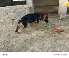 German Shepherd female black mask