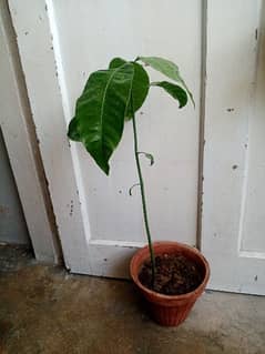 Chaunsa / Mango plant