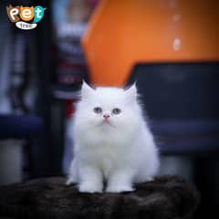 Persian Kitten | Bi Color Kitten | Top Quality Kittens