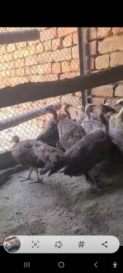 Peacock chicks