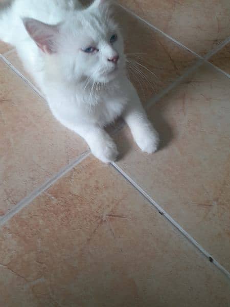 russian cat  (urgent sale) 0