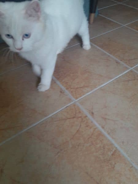 russian cat  (urgent sale) 1