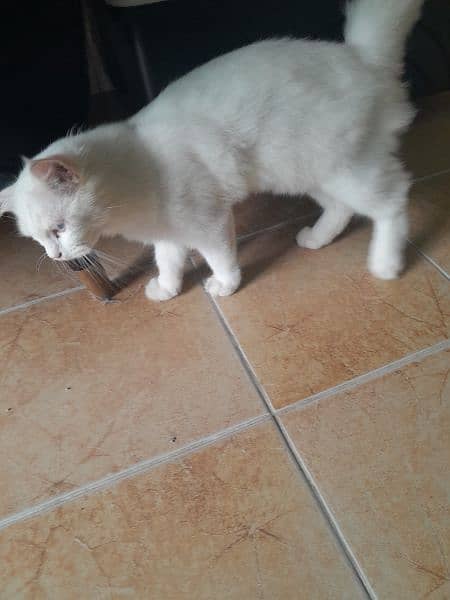 russian cat  (urgent sale) 2