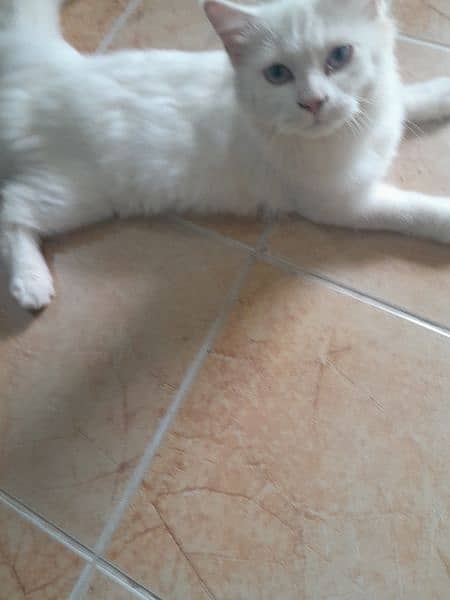 russian cat  (urgent sale) 4