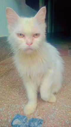 Persian cat for sale