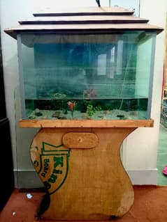 Fish aquarium with 1 fish shark