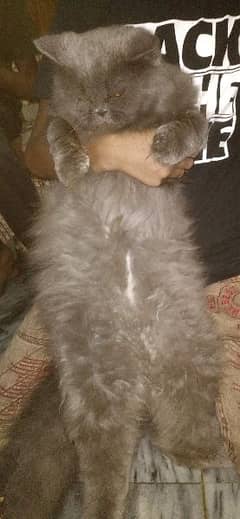 Persian / Piki / Peki /cat / Tripple coat / Fluffy / Kitten