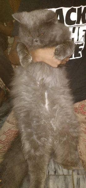 Persian / Piki / Peki /cat / Tripple coat / Fluffy / Kitten 0