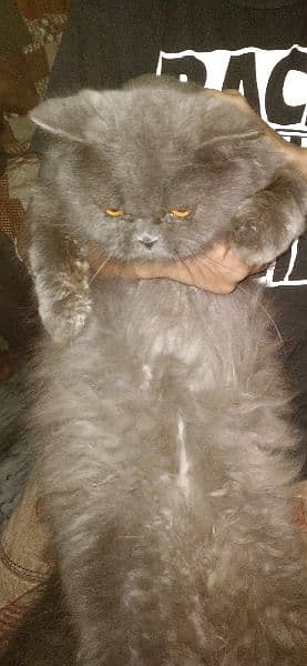 Persian / Piki / Peki /cat / Tripple coat / Fluffy / Kitten 1