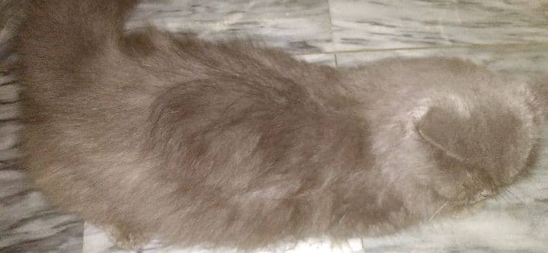 Persian / Piki / Peki /cat / Tripple coat / Fluffy / Kitten 4