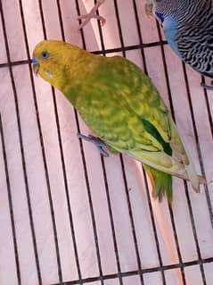 2 pair of budgies parrot and 1 extra male