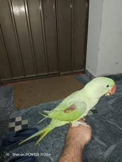 pArrot