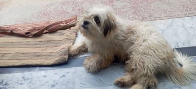 shih tzu 0