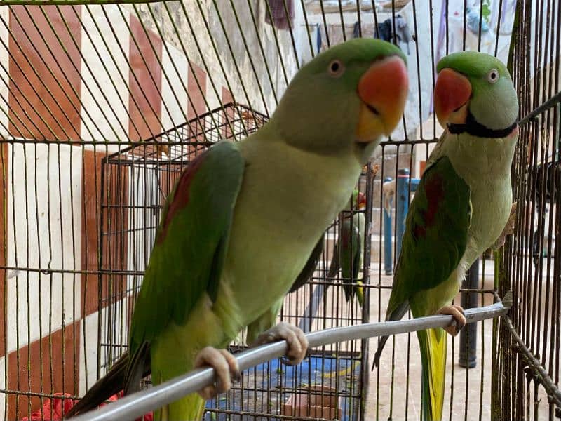 raw parrots 1