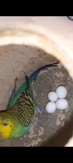 Australian budgies 0