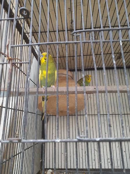 Australian budgies 1