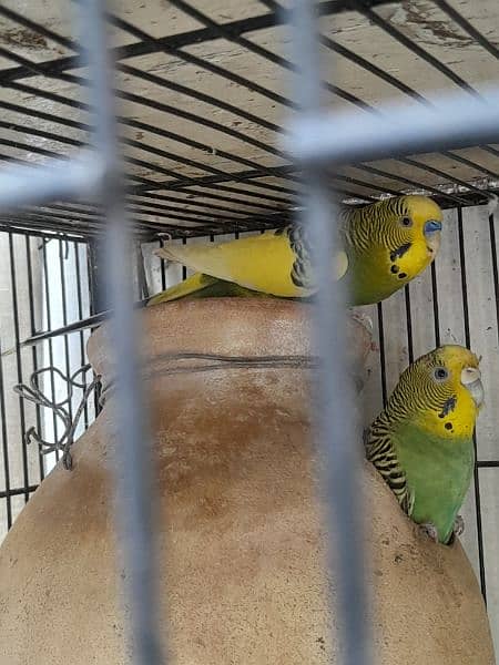 Australian budgies 2