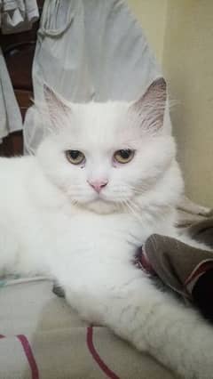 white Persian male cat, cat, male cat, Persian cat 0