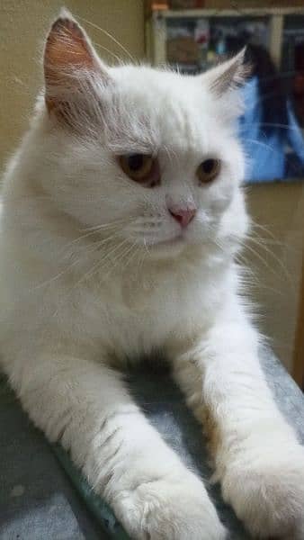 white Persian male cat, cat, male cat, Persian cat 1