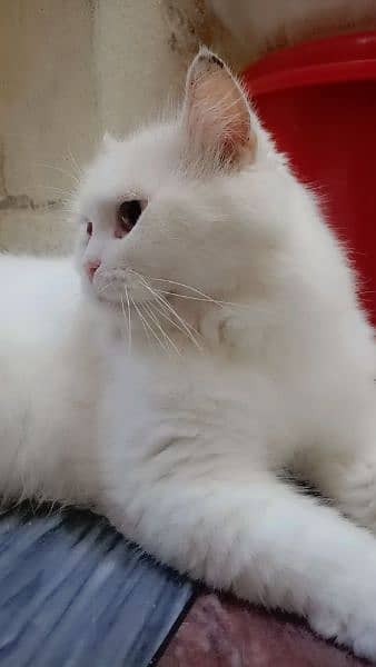 white Persian male cat, cat, male cat, Persian cat 2