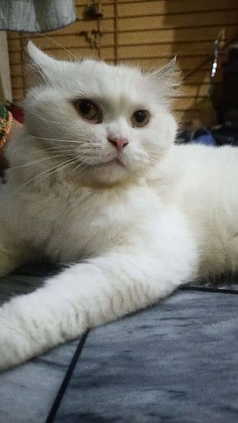 white Persian male cat, cat, male cat, Persian cat 3