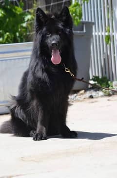 Black German shepherd long coat dog only for stud