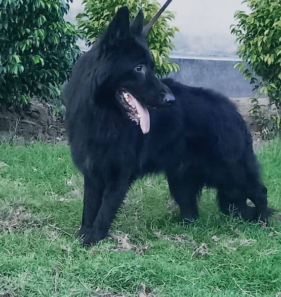 Black German shepherd long coat dog only for stud 1