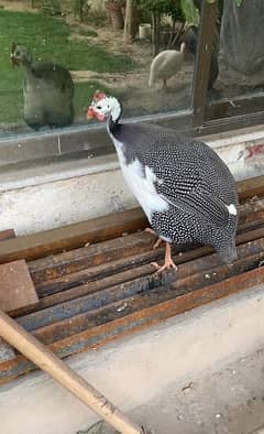 Chakor Guinea fowl 0