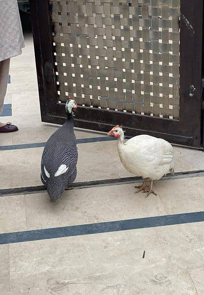 Chakor Guinea fowl 1