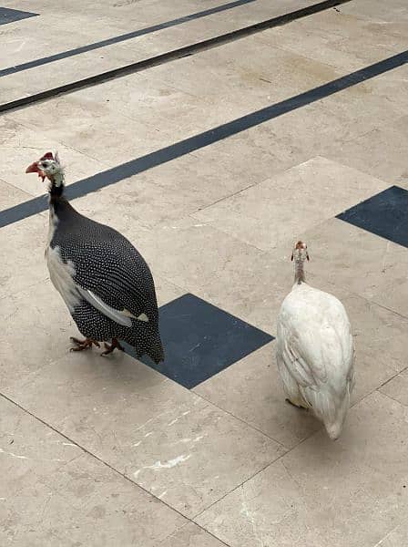 Chakor Guinea fowl 2