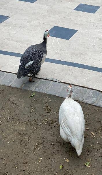 Chakor Guinea fowl 3