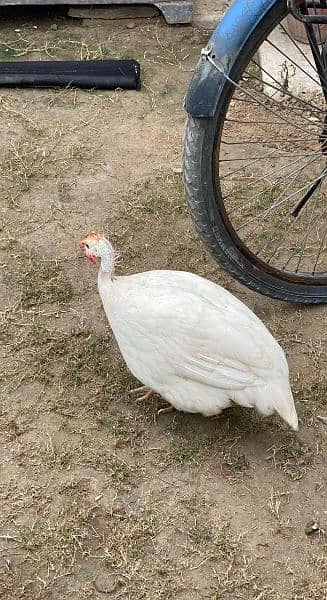 Chakor Guinea fowl 4