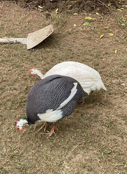 Chakor Guinea fowl 5