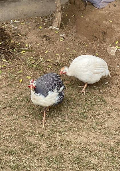 Chakor Guinea fowl 6