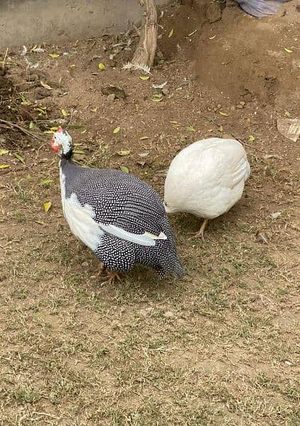 Chakor Guinea fowl 7