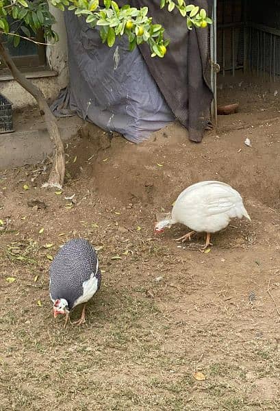 Chakor Guinea fowl 8