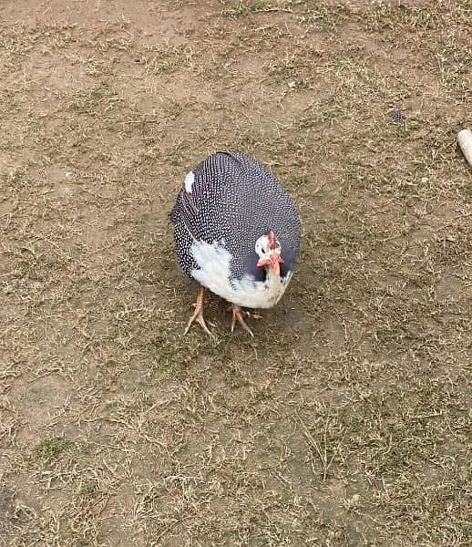 Chakor Guinea fowl 10