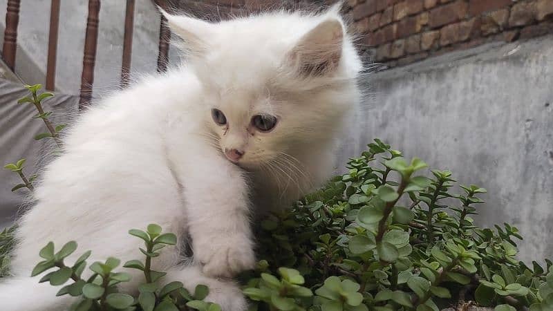 Persian kittens 1