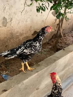 Aseel breeder pair for sale