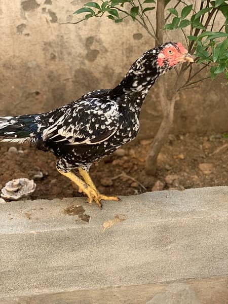 Aseel breeder pair for sale 1