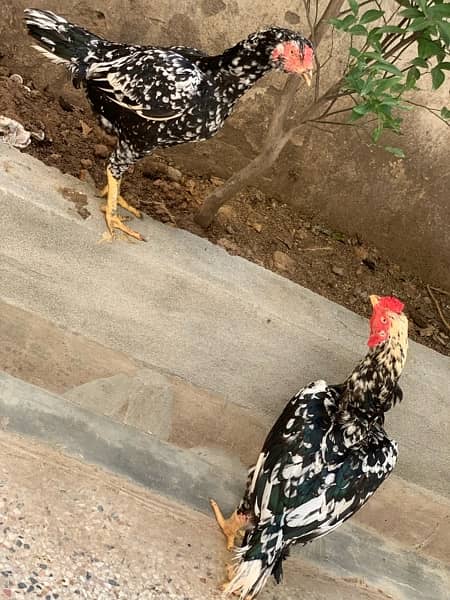 Aseel breeder pair for sale 3