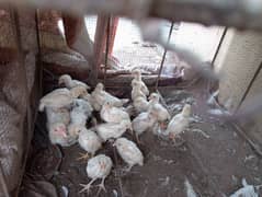 Paper White Heera Chicks Avaible Ph03005606901