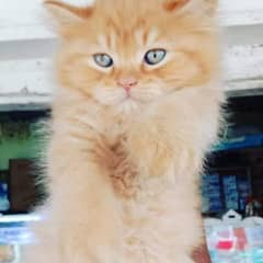 Persian cat triple coat 0